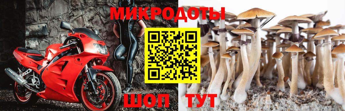 Ступино  Псилоцибиновые грибы Psilocybe  Вход с VPN 